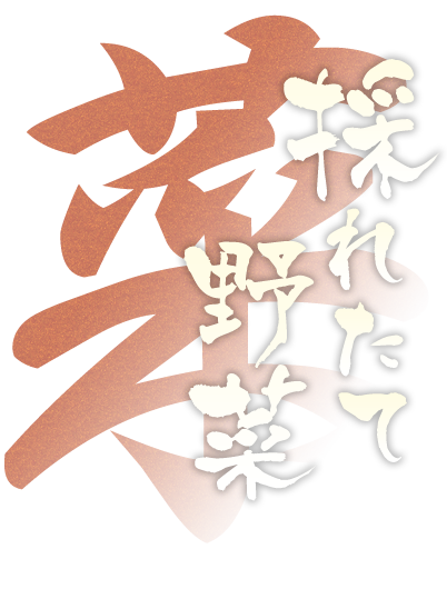採れたて野菜